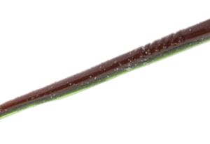 Strike King Filler Worm 6in Bold Bluegill